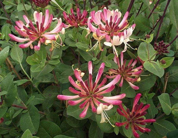 Lonicera periclymenum 'Rhubarb and Custard' ® Lonicera Periclymenum 'Rhubarb And Custard' ® -Garden Plant Store pl2000020958 card2 lg