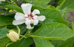 Calycanthus 'Venus' -Garden Plant Store pl2000020964 card3 lg