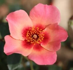 Rosa For Your Eyes Only ('Cheweyesup') (PBR) -Garden Plant Store pl2000020975 card4 lg