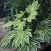Fatsia Japonica 'Spider's Web' -Garden Plant Store pl2000020976