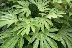Fatsia Japonica 'Spider's Web' -Garden Plant Store pl2000020976 card5 lg