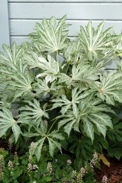 Fatsia Japonica 'Spider's Web' -Garden Plant Store pl2000020976 card9 lg