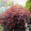 Physocarpus Opulifolius Little Angel ('Hoogi016') (PBR) -Garden Plant Store pl2000021013
