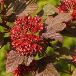 Physocarpus Opulifolius Little Angel ('Hoogi016') (PBR) -Garden Plant Store pl2000021013 card4 lg