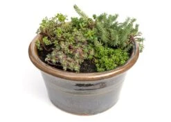 Sedum Collection -Garden Plant Store pl2000021303 card3 lg