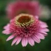 Echinacea 'Butterfly Kisses' (PBR) (Cone-fections Series) -Garden Plant Store pl2000021323
