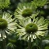 Echinacea 'Green Jewel' (PBR) -Garden Plant Store pl2000021331