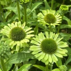 Echinacea 'Green Jewel' (PBR) -Garden Plant Store pl2000021331 card3 lg