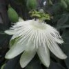 Passiflora 'Snow Queen' 1 Passiflora 'Snow Queen' -Garden Plant Store pl2000022086