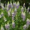 Lupinus Arboreus 'Lavender Spires'