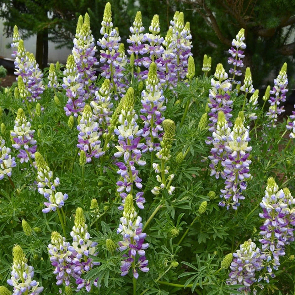 Lupinus arboreus 'Lavender Spires' Lupinus Arboreus 'Lavender Spires' -Garden Plant Store pl2000022467