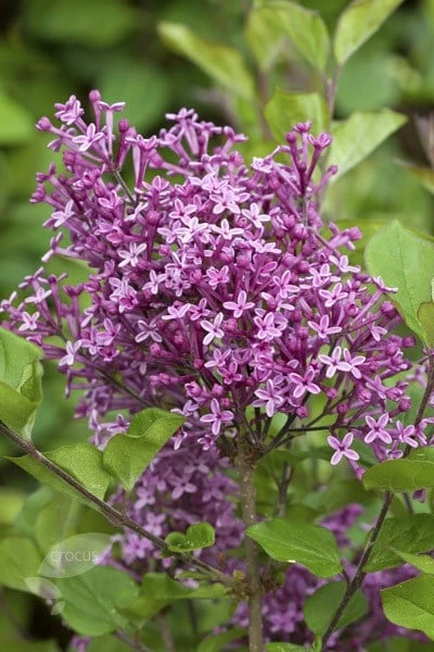 Syringa Bloomerang Dark Purple ('Smsjbp7') (PBR) Syringa Bloomerang Dark Purple ('Smsjbp7') (PBR) -Garden Plant Store pl2000022480 card2 lg