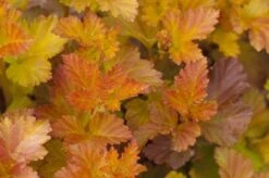 Physocarpus Amber Jubilee ('Jefam') (PBR) -Garden Plant Store pl2000022483 card2 lg