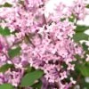 Syringa Bloomerang Pink Perfume ('Pink Perfume') (PBR) -Garden Plant Store pl2000022484