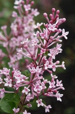 Syringa Bloomerang Pink Perfume ('Pink Perfume') (PBR) -Garden Plant Store pl2000022484 card5 lg