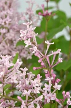 Syringa Bloomerang Pink Perfume ('Pink Perfume') (PBR) -Garden Plant Store pl2000022484 card6 lg