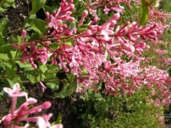 Syringa Bloomerang Pink Perfume ('Pink Perfume') (PBR) -Garden Plant Store pl2000022484 card7 lg