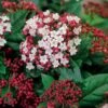Viburnum Tinus 'Lisarose' (PBR) 4 Viburnum Tinus 'Lisarose' (PBR) -Garden Plant Store pl2000022489