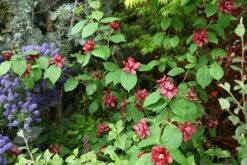 Calycanthus × Raulstonii 'Hartlage Wine' -Garden Plant Store pl2000022492 card3 lg
