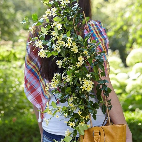 Trachelospermum jasminoides Star of Toscana ('Selbra') (PBR) Trachelospermum Jasminoides Star Of Toscana ('Selbra') (PBR) -Garden Plant Store pl2000022510 card4 lg