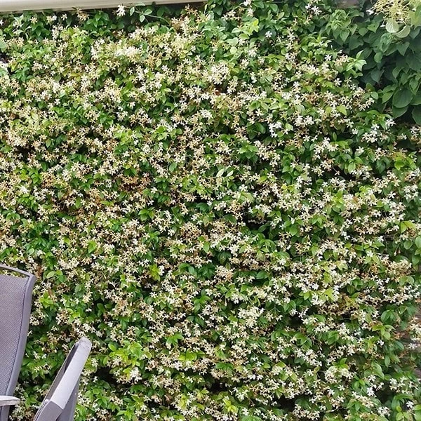 Trachelospermum jasminoides Star of Toscana ('Selbra') (PBR) Trachelospermum Jasminoides Star Of Toscana ('Selbra') (PBR) -Garden Plant Store pl2000022510 card5 lg