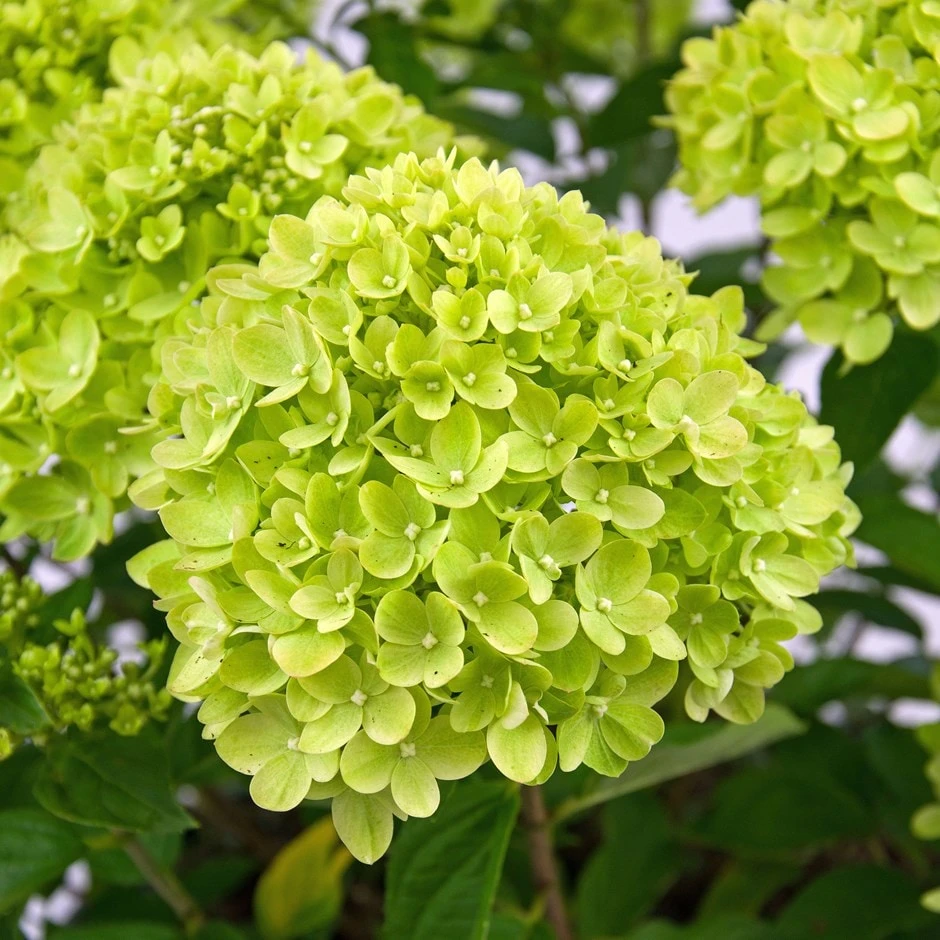 Hydrangea paniculata Little Lime ('Jane') (PBR) Hydrangea Paniculata Little Lime ('Jane') (PBR) -Garden Plant Store pl2000022524