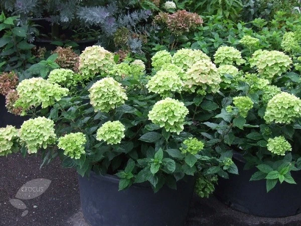 Hydrangea paniculata Little Lime ('Jane') (PBR) Hydrangea Paniculata Little Lime ('Jane') (PBR) -Garden Plant Store pl2000022524 card2 lg