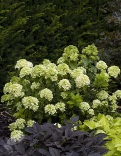 Hydrangea Paniculata Little Lime ('Jane') (PBR) 2 Hydrangea Paniculata Little Lime ('Jane') (PBR) -Garden Plant Store pl2000022524 card3 lg
