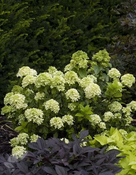 Hydrangea paniculata Little Lime ('Jane') (PBR) Hydrangea Paniculata Little Lime ('Jane') (PBR) -Garden Plant Store pl2000022524 card3 lg