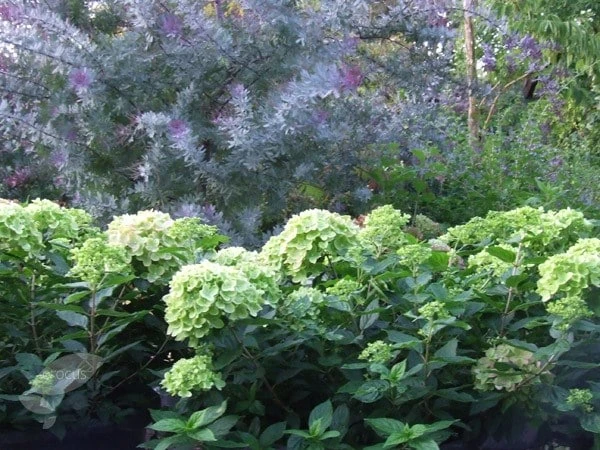 Hydrangea paniculata Little Lime ('Jane') (PBR) Hydrangea Paniculata Little Lime ('Jane') (PBR) -Garden Plant Store pl2000022524 card4 lg