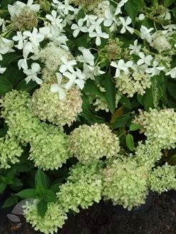 Hydrangea Paniculata Little Lime ('Jane') (PBR) 5 Hydrangea Paniculata Little Lime ('Jane') (PBR) -Garden Plant Store pl2000022524 card6 lg