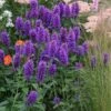 Agastache 'Blue Boa' (PBR) 2 Agastache 'Blue Boa' (PBR) -Garden Plant Store pl2000022948