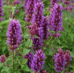 Agastache 'Blue Boa' (PBR) -Garden Plant Store pl2000022948 card3 lg