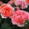 Rosa Duchess Of Cornwall ('Tan97157') 4 Rosa Duchess Of Cornwall ('Tan97157') -Garden Plant Store pl2000023586