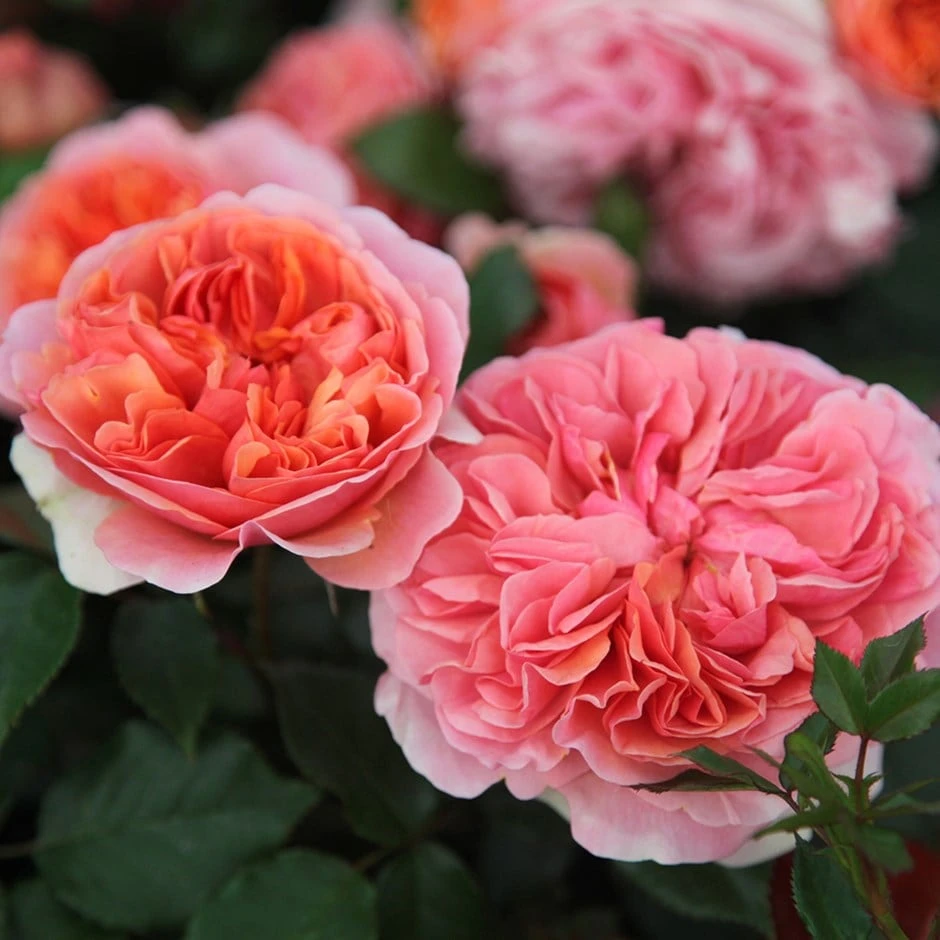 Rosa Duchess of Cornwall ('Tan97157') Rosa Duchess Of Cornwall ('Tan97157') -Garden Plant Store pl2000023586
