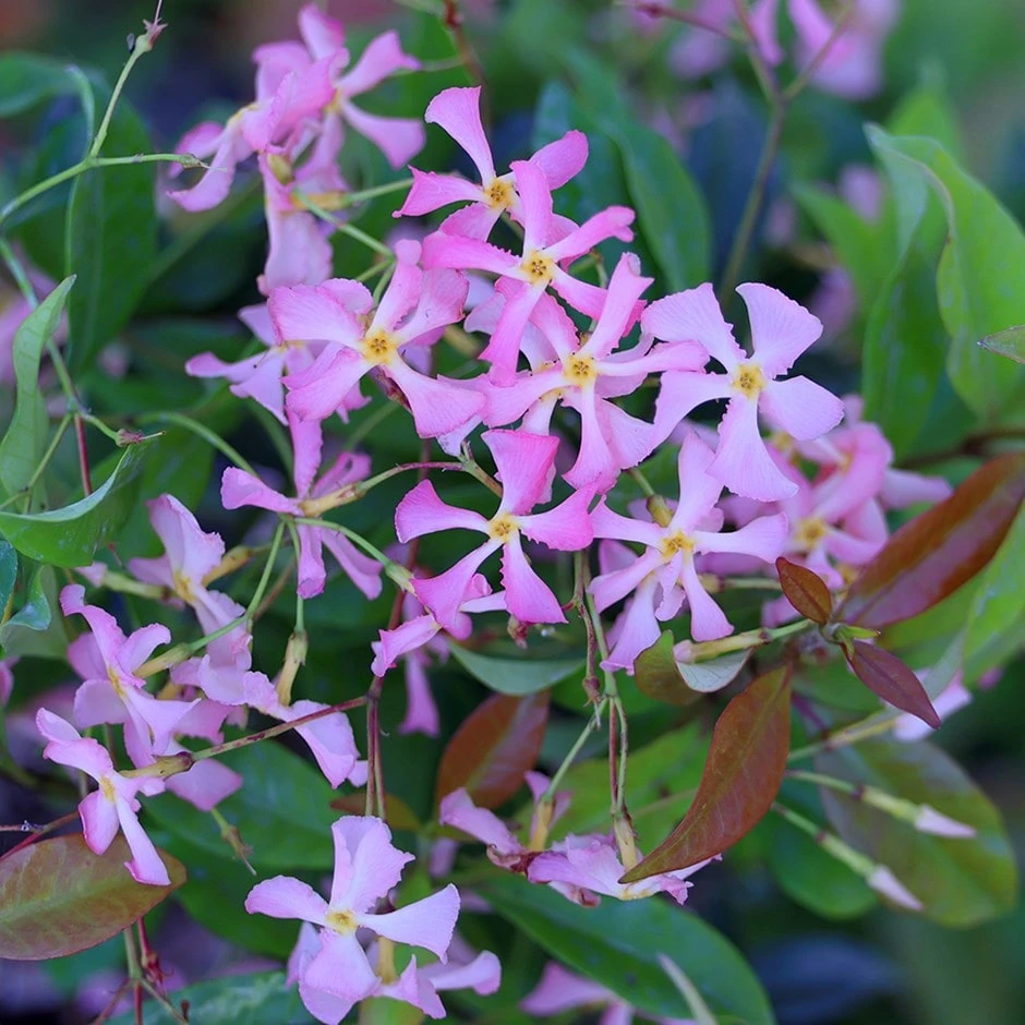 Trachelospermum asiaticum 'Pink Showers' Trachelospermum Asiaticum 'Pink Showers' -Garden Plant Store pl2000023592