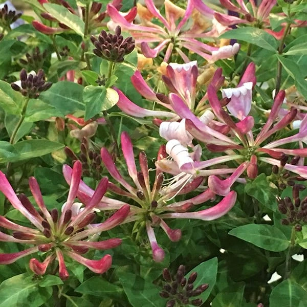 Lonicera periclymenum 'Strawberries and Cream' ® Lonicera Periclymenum 'Strawberries And Cream' ® -Garden Plant Store pl2000023628 card2 lg