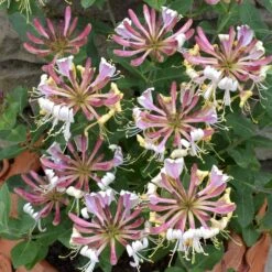 Lonicera Periclymenum 'Strawberries And Cream' ® 2 Lonicera Periclymenum 'Strawberries And Cream' ® -Garden Plant Store pl2000023628 card3 lg