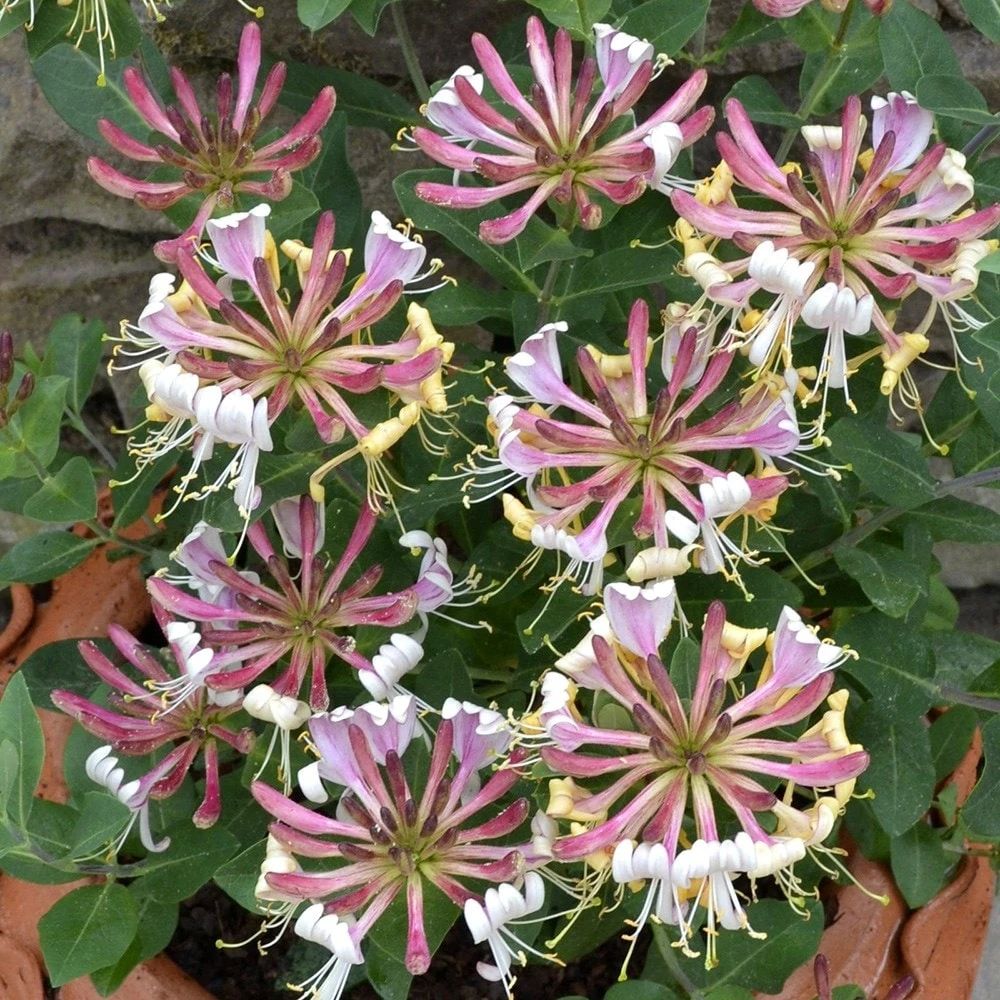 Lonicera periclymenum 'Strawberries and Cream' ® Lonicera Periclymenum 'Strawberries And Cream' ® -Garden Plant Store pl2000023628 card3 lg