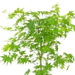 Acer Palmatum Going Green ('Sonkootgre') (PBR)