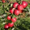 Apple 'Red Windsor' -Garden Plant Store pl2000023639