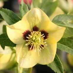 Helleborus × Hybridus Harvington Yellow With Dark Eye