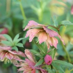 Helleborus × Hybridus Harvington Double Apricot 1 Helleborus × Hybridus Harvington Double Apricot -Garden Plant Store pl2000023661 card2 lg