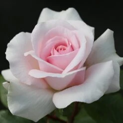 Rosa A Whiter Shade Of Pale ('Peafanfare') (PBR)