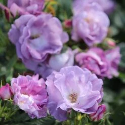 Rosa Blue For You ('Pejamblu') (PBR) -Garden Plant Store pl2000023896 card3 lg