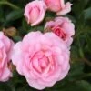 Rosa Happy Retirement ('Tantoras') (PBR) -Garden Plant Store pl2000023897