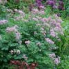 Thalictrum & Astrantia Plant Combination 1 Thalictrum & Astrantia Plant Combination -Garden Plant Store pl2000024165