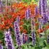 Agastache & Helenium Plant Combination -Garden Plant Store pl2000024169