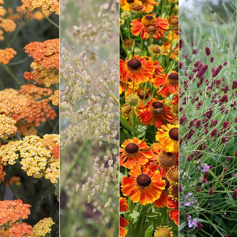 Contemporary plant combination Contemporary Plant Combination -Garden Plant Store pl2000024170