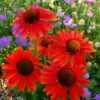 Echinacea 'Hot Lava' (PBR) -Garden Plant Store pl2000024661